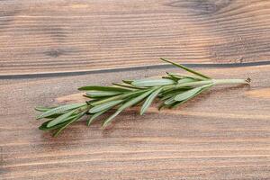 Rosemary branch - organic spicy herb photo