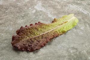 Green lettuce salad leaf isolated photo