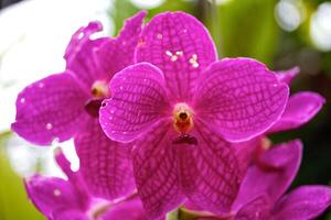 orquídea floraciones flor foto