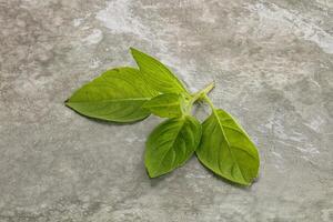 Raw green basil leaves seasoning photo