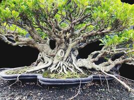 bonsai árbol en un decorativo maceta foto