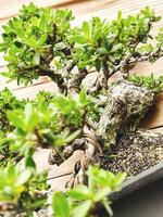 bonsai tree in a decorative pot photo