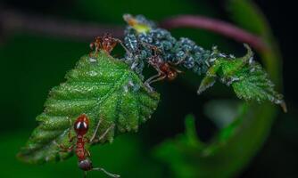 macro ant photo