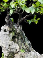 bonsai árbol en un decorativo maceta foto