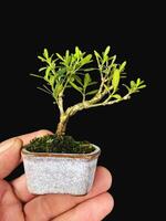 bonsai tree in a decorative pot photo