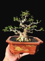 bonsai tree in a decorative pot photo