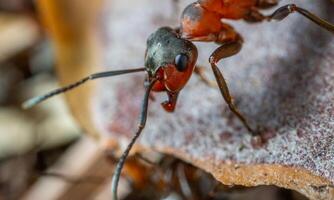 macro ant photo