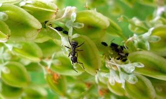 macro ant photo