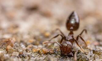 macro ant photo