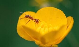 macro ant photo