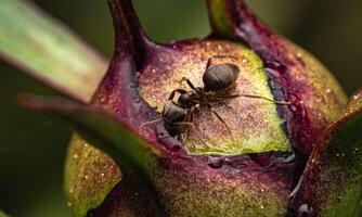 macro ant photo