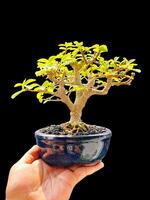 bonsai tree in a decorative pot photo