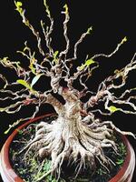 bonsai tree in a decorative pot photo