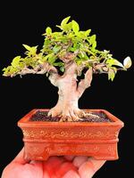 bonsai árbol en un decorativo maceta foto