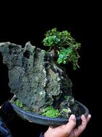 bonsai tree in a decorative pot photo