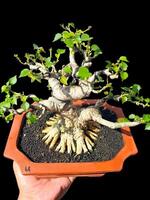 bonsai tree in a decorative pot photo