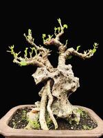 bonsai árbol en un decorativo maceta foto