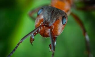 macro ant photo