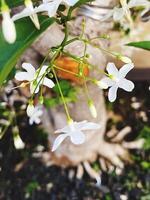 bonsai tree in a decorative pot photo