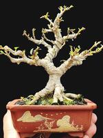 bonsai tree in a decorative pot photo