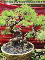 bonsai tree in a decorative pot photo