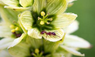 macro ant photo