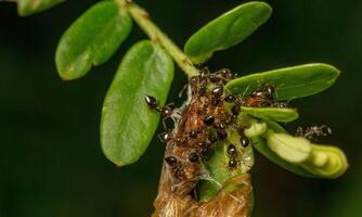 macro ant photo