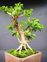 bonsai tree in a decorative pot photo