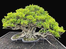 bonsai árbol en un decorativo maceta foto