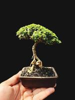 bonsai árbol en un decorativo maceta foto