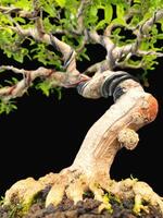 bonsai tree in a decorative pot photo