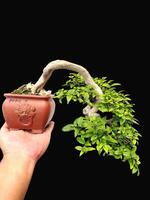 bonsai árbol en un decorativo maceta foto