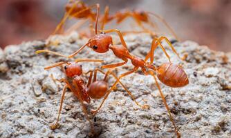 macro ant photo