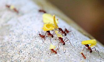 macro ant photo