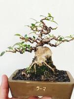 bonsai tree in a decorative pot photo