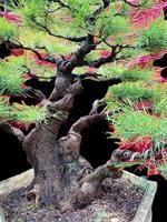 bonsai árbol en un decorativo maceta foto