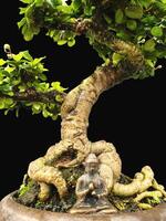 bonsai árbol en un decorativo maceta foto