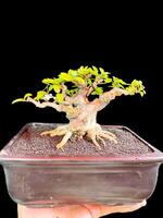 bonsai tree in a decorative pot photo