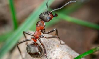 macro ant photo