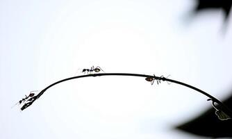 macro ant photo