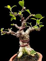 bonsai tree in a decorative pot photo