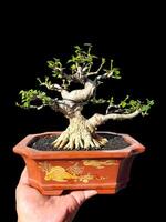 bonsai árbol en un decorativo maceta foto