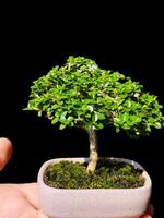 bonsai tree in a decorative pot photo