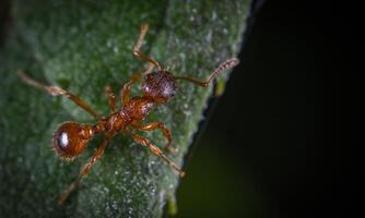 macro ant photo