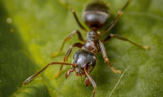 macro ant photo