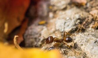 macro ant photo