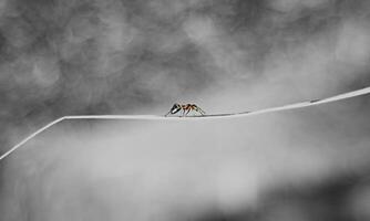 macro ant photo