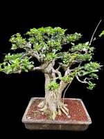 bonsai árbol en un decorativo maceta foto