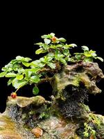 bonsai árbol en un decorativo maceta foto