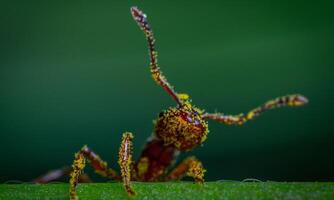 macro ant photo